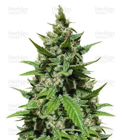 Auto Mix Pack #1 Seeds From Herbies Seeds