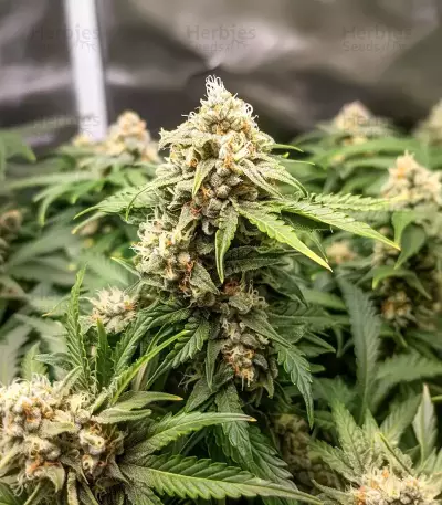Blue Dream Seeds