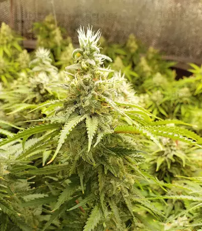 Blue Dream Seeds (Garden of Green)