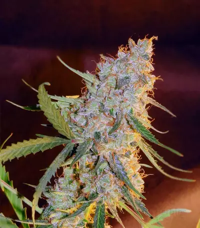 Blueberry Glue Auto (Glueberry Auto) Seeds