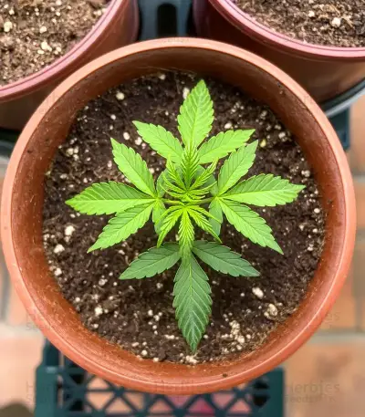 Bruce Banner Seeds