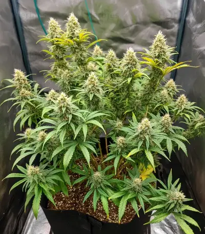 Bruce Banner Seeds