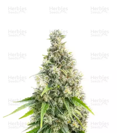 Candy Cane Mango Autoflower Feminized Seeds (Seedkeepers)