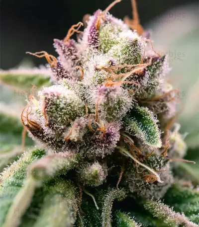 Cookie Casket Seeds