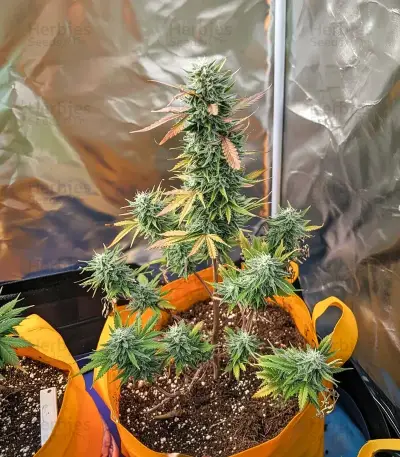 Critical Purple Auto Seeds
