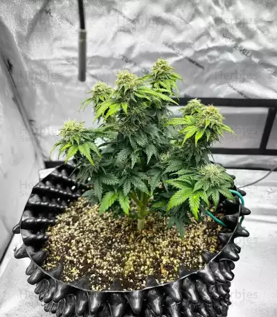 Semi femminizzati di Crème De la Chem Auto