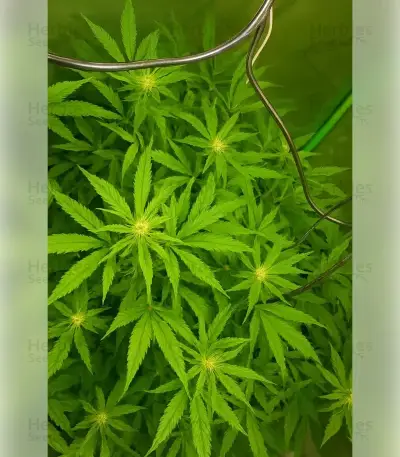 Gelato 44 (Tyson S) Seeds