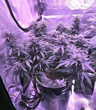 Gorilla Auto (GG#4 Original Glue Auto) (Expert Seeds)