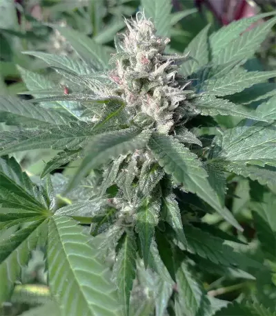 Gorilla Girl feminized seeds (Sweet Seeds)