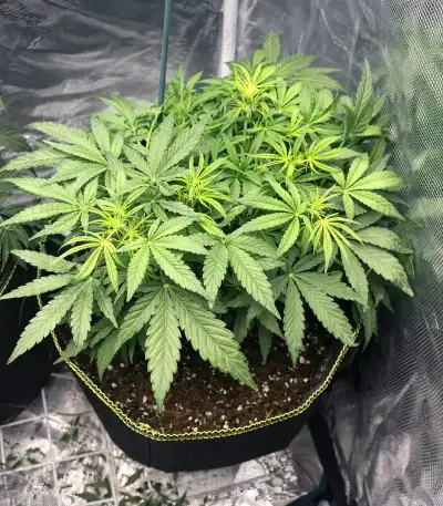 Highcloudz Auto Seeds