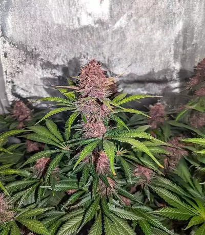 Humboldt Dream Feminized (Humboldt Seeds Company)