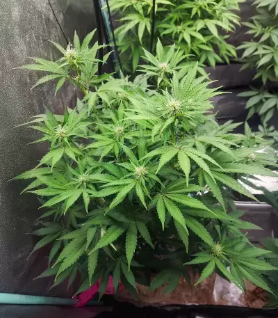 Humboldt Headband Autoflower Feminized Seeds (Humboldt Seed Company)