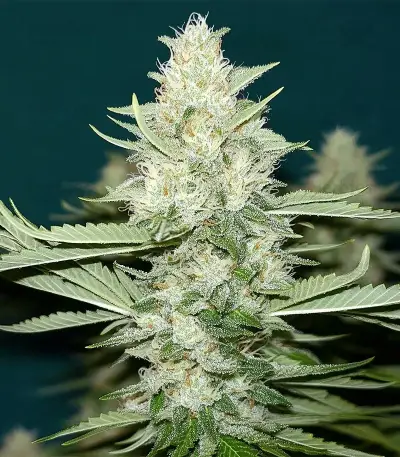 King's Juice Auto Seeds
