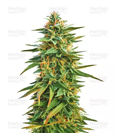 Malawi feminized seeds