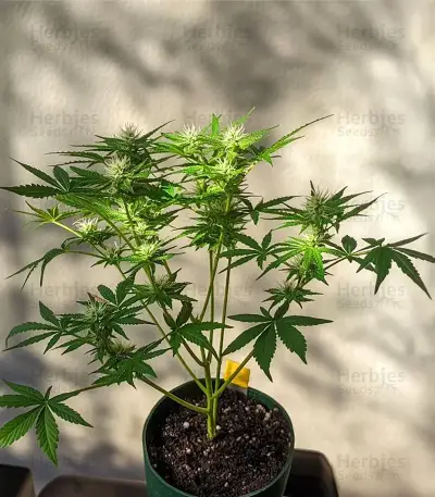 Mendocino Chanel Kush (Medical Seeds)