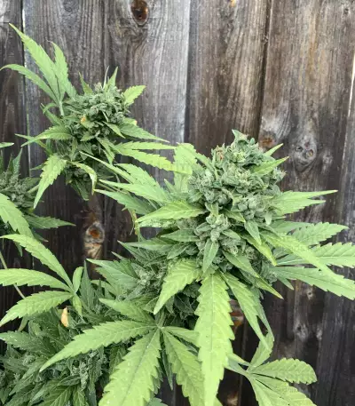 Sementes Feminizadas Monster Bruce Banner Auto (Monster Genetics)