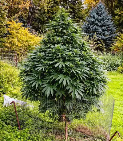 OG Kush Seeds