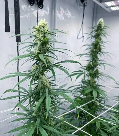 Panama Haze Regular Seeds