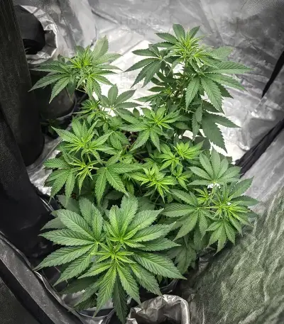 Graines féminisées de Papaya Frosting (Barney's Farm)