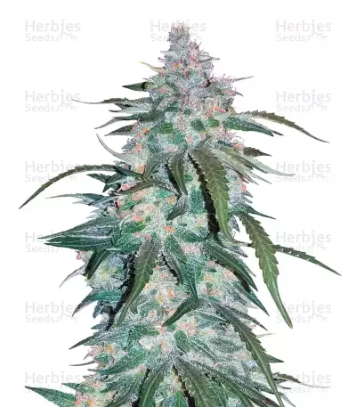 Sementes Feminizadas de Pineapple Express Auto (Fast Buds)