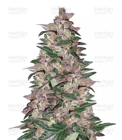 Purps #1 semi femminizzati