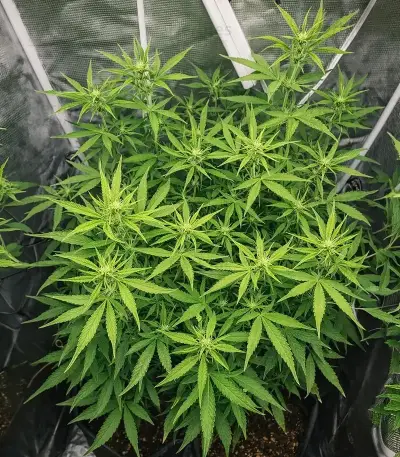 Royal Purple Kush Seeds