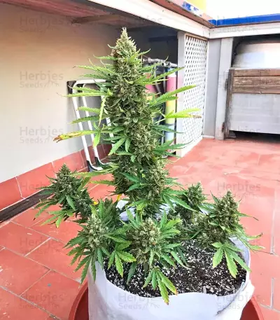 Semi femminizzati Samsquanch OG Auto