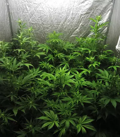Shiva Blue regular (Xtreme Seeds)