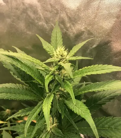 Steve’s Alien OG Seeds