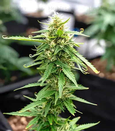 Strawberry Banana Auto Seeds