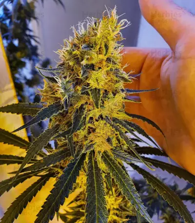 Sementes Feminizadas de Strawberry Lemonade (Barney's Farm)