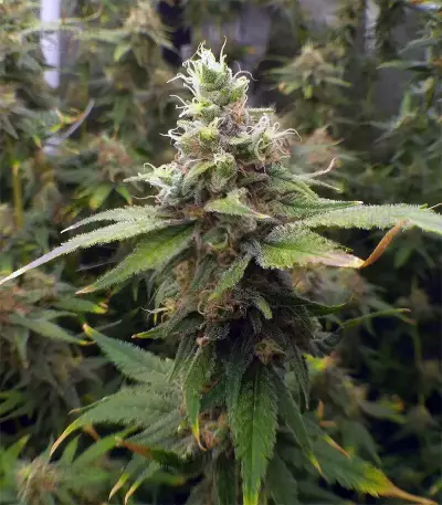THC Bomb Seeds