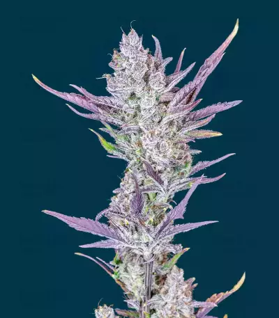 Graines féminisées de Wedding Glue Auto (Fast Buds)