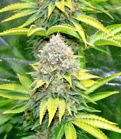 White OG feminized seeds