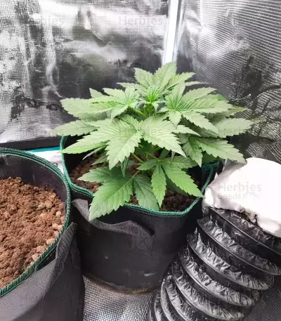 Sementes Feminizadas de White Widow x White Fire OG Autoflower (Seedkeepers)