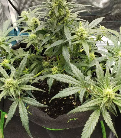 Sweet Gelato Auto Seeds