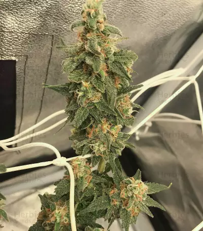 Zombie Death Fuck (BlimBurn Seeds)