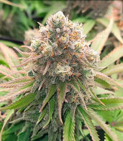 Kosher Kush (Herbies Seeds)