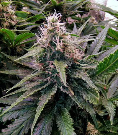 24K Gold (Kosher Tangie) Seeds