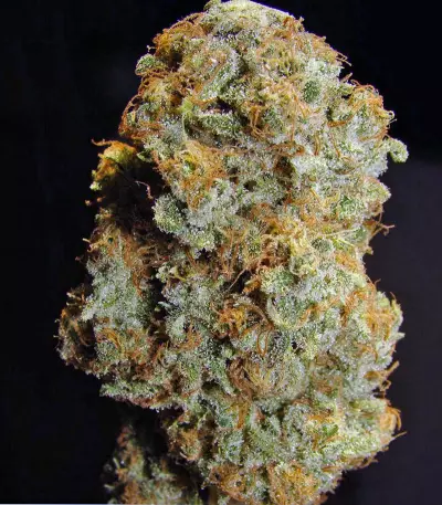 Desfrán feminized seeds