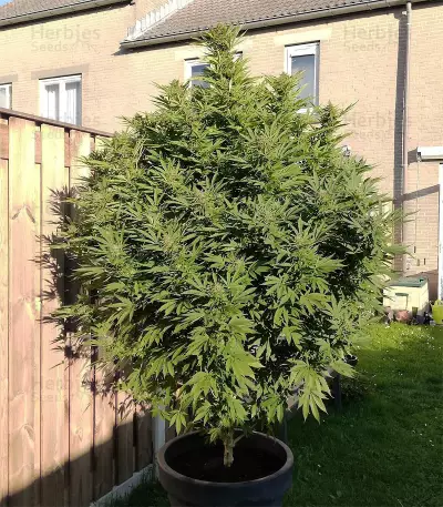 Durban Poison Seeds