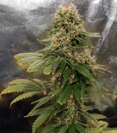 Auto Amnesia Seeds
