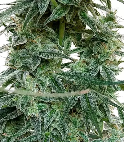 Auto Banana Blaze feminized seeds