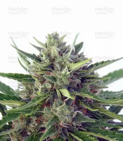 Auto Malawi x Northern Lights