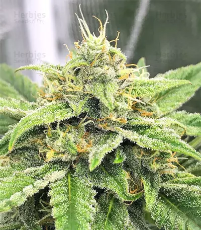 Auto Purple Gorilla Seeds