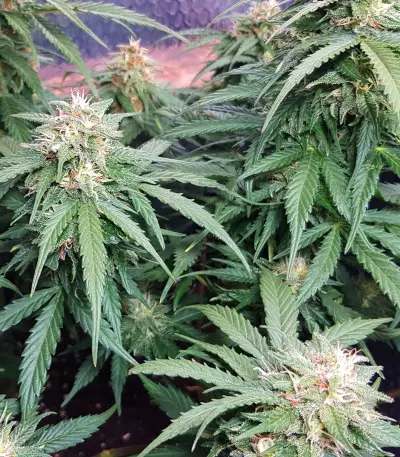 Auto Super Skunk (Auto Skunk) Seeds