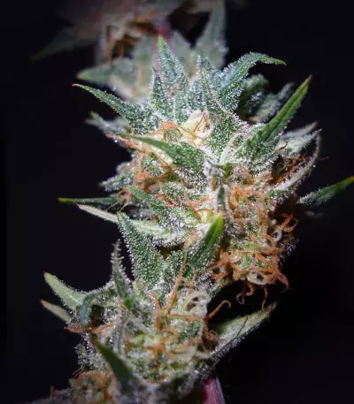 Black Domina Seeds