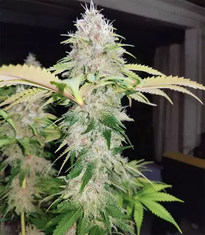 Blueberry Cookies cannabis strain