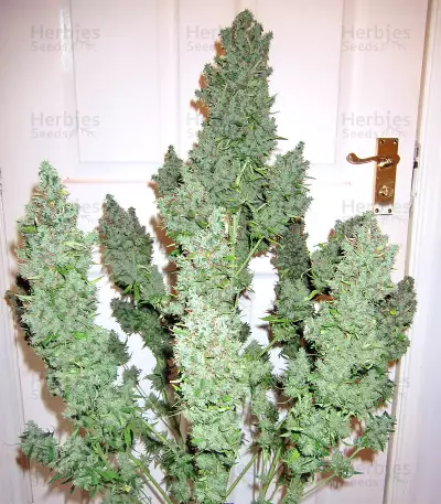 Auto CBG strain