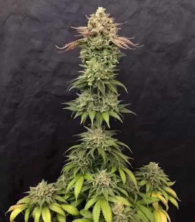 Graines de cannabis Cannalope Kush (DNA Genetics)